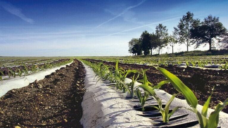 Biolice Limagrain|Ortogrupo|ITG Navarra Agraria, Plásticos biodegradables en tomate de industria